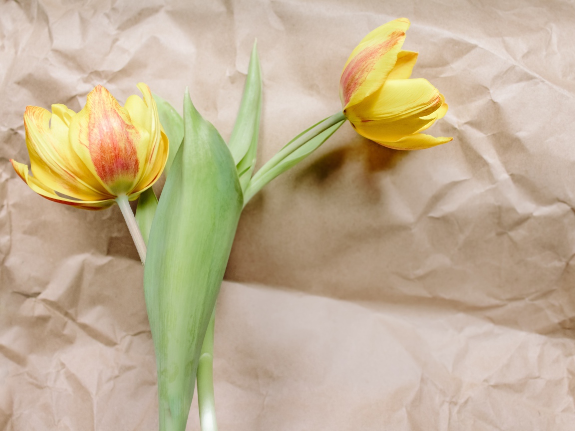 Два тюльпана лежат на бумаге 