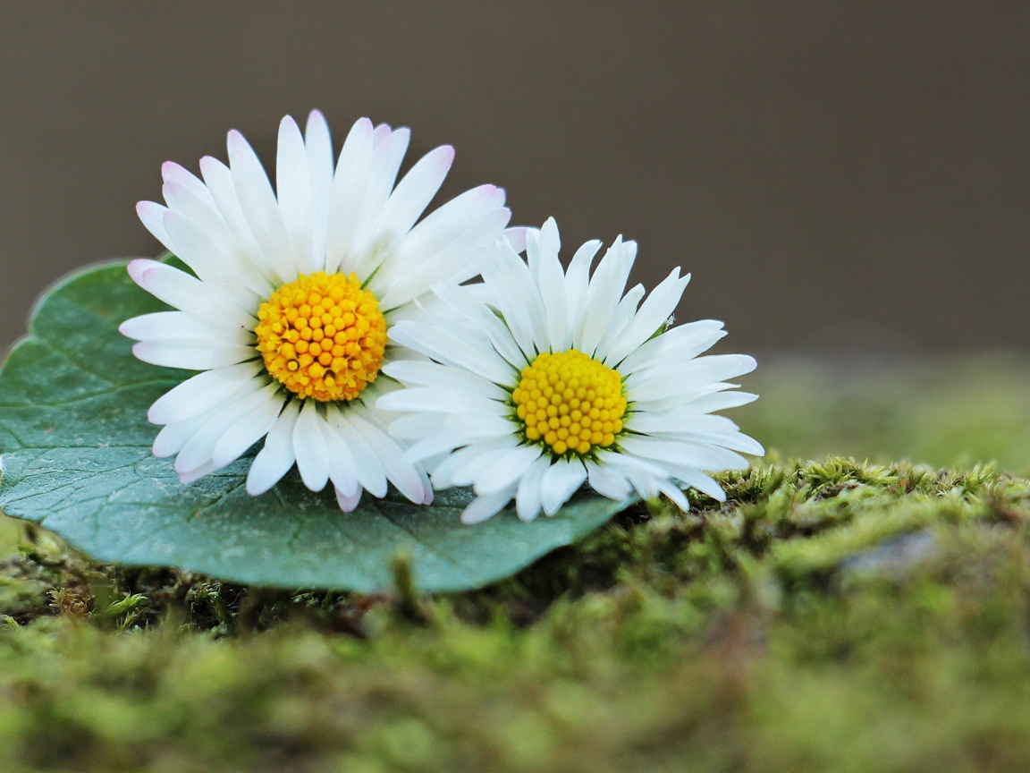 Две белые ромашки с зеленым листом 