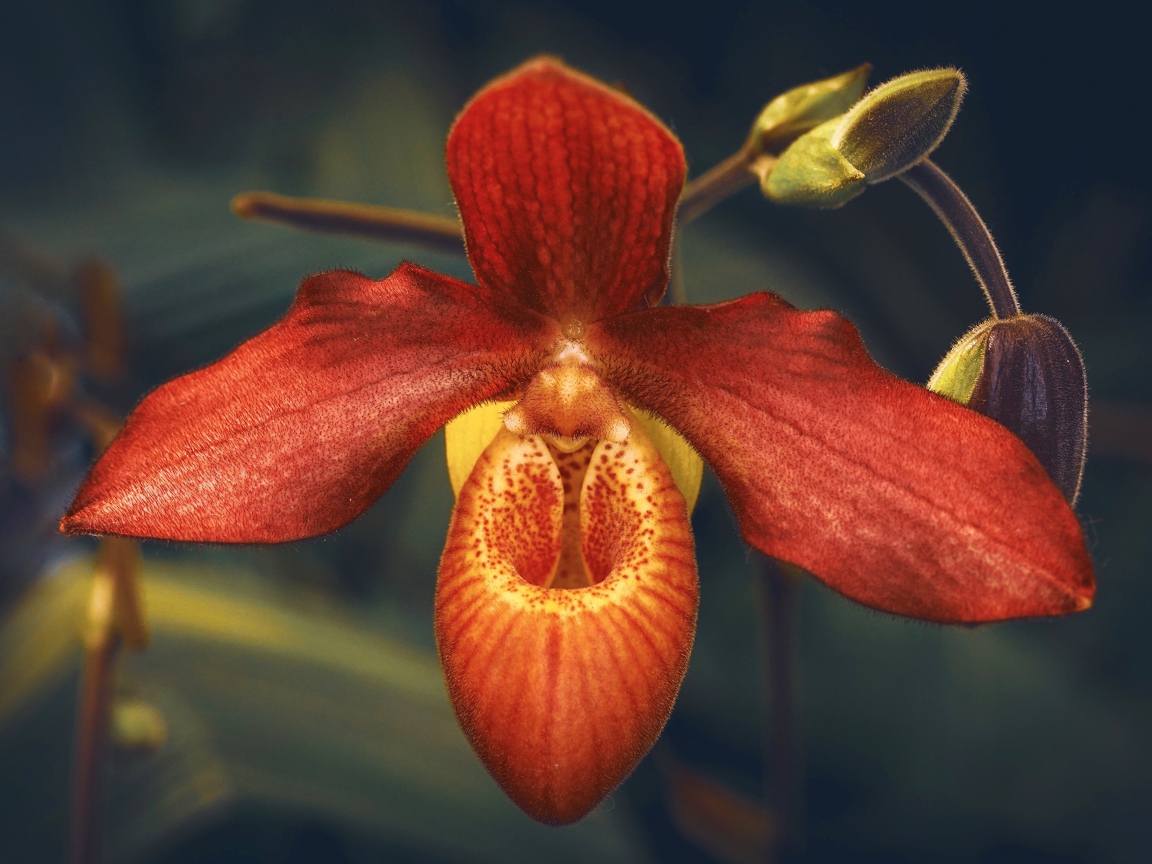 Необычная оранжевая орхидея с бутонами