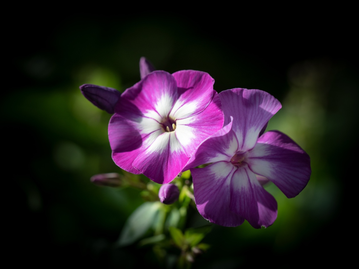 Фиолетовые цветы флоксы крупным планом