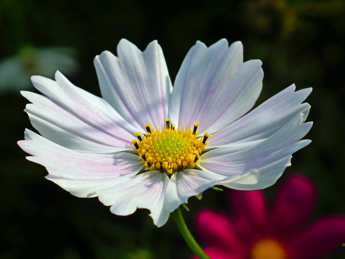 Белый цветок Космеи в лучах солнца