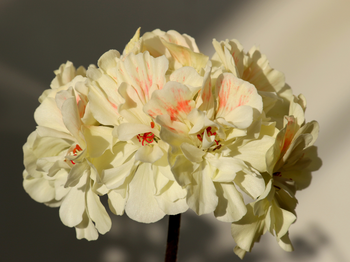 Белые цветы пеларгония крупным планом 