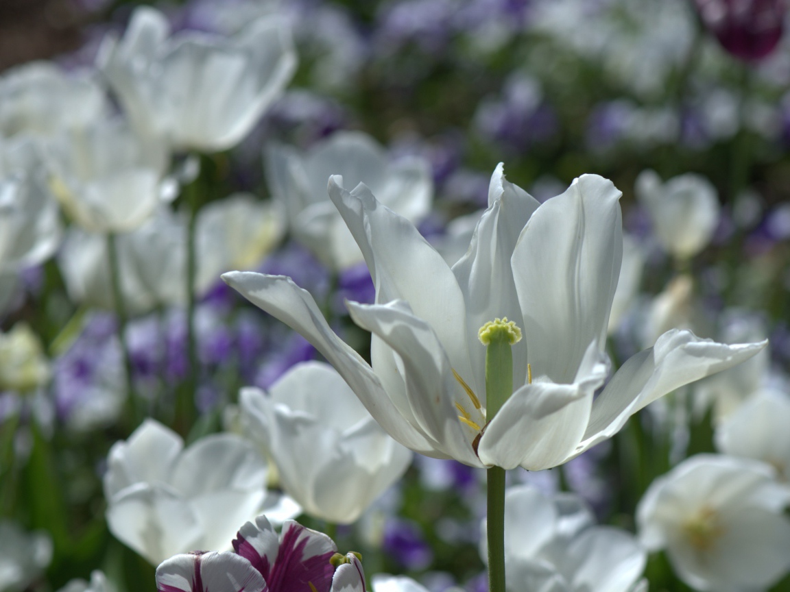 Белый распустившийся тюльпан в лучах солнца