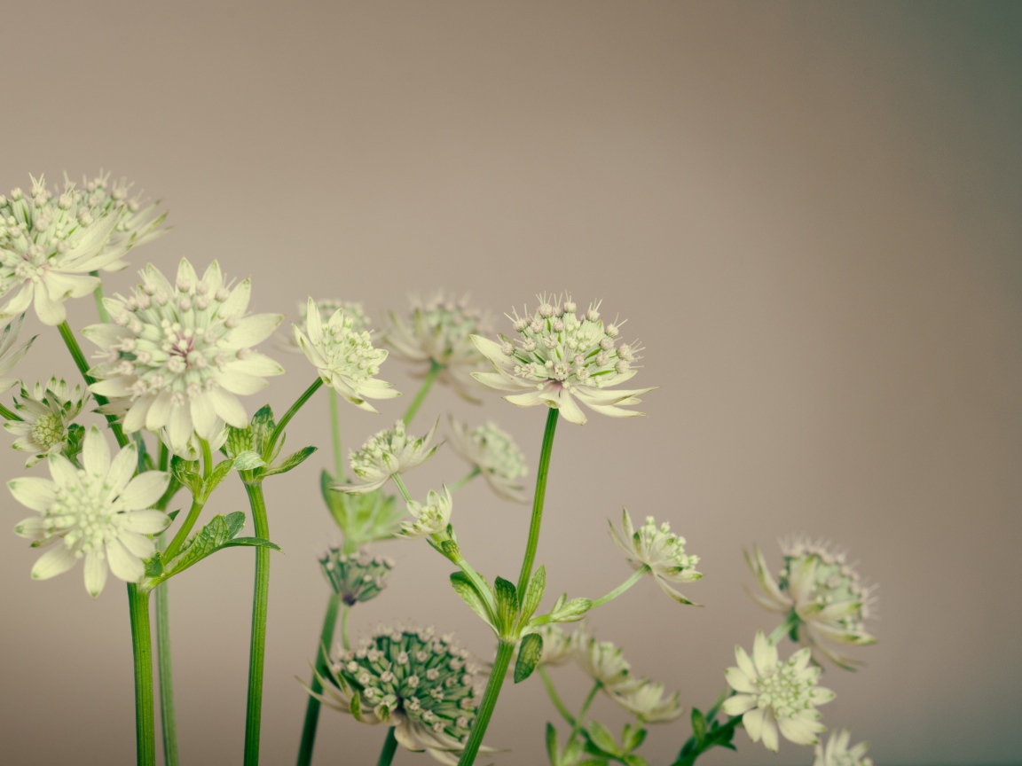Белые цветы сельдерея на сером фоне