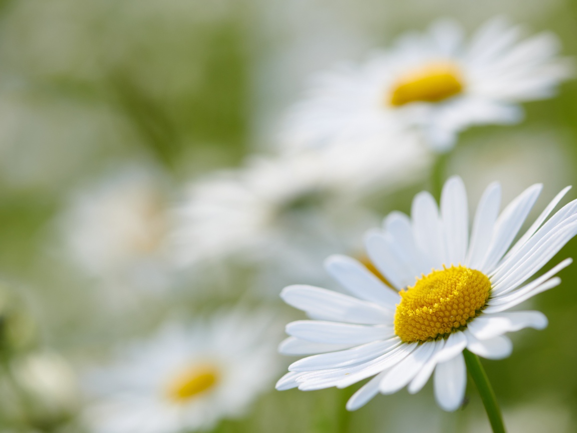 Белая ромашка на поле крупным планом