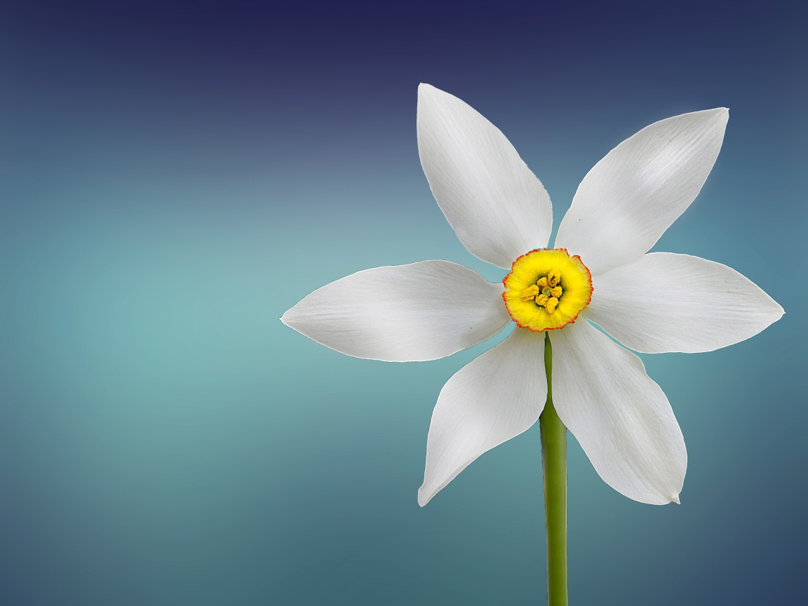 Белый нарцисс с желтой серединкой на голубом фоне