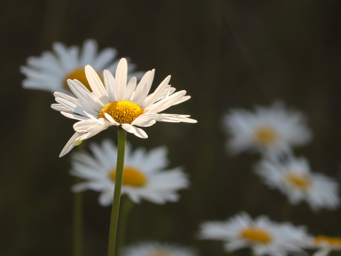 Белые ромашки в лучах солнца на поле