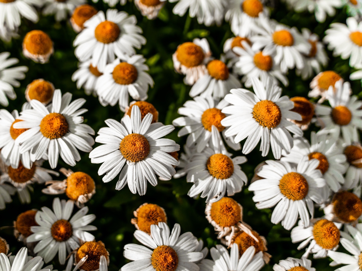 Белые ромашки с желтой серединкой крупным планом 