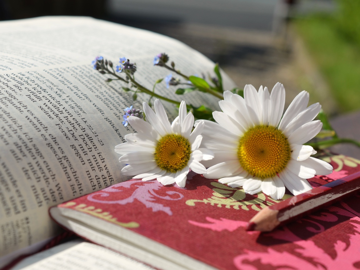 Белые ромашки с блокнотом и карандашом на книге 