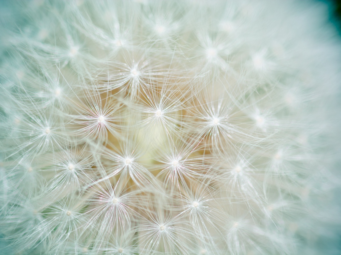 Белый цветок одуванчика крупным планом