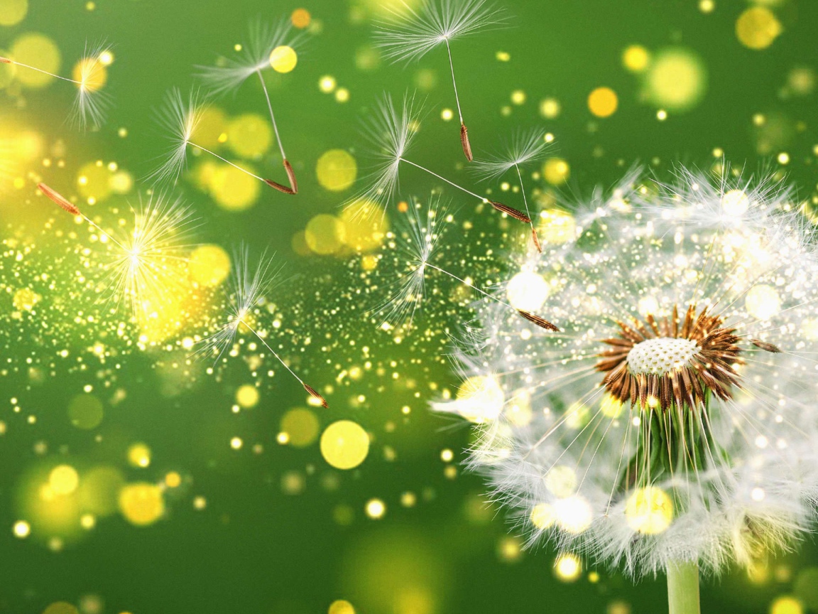 Белый одуванчик разлетается на зеленом фоне