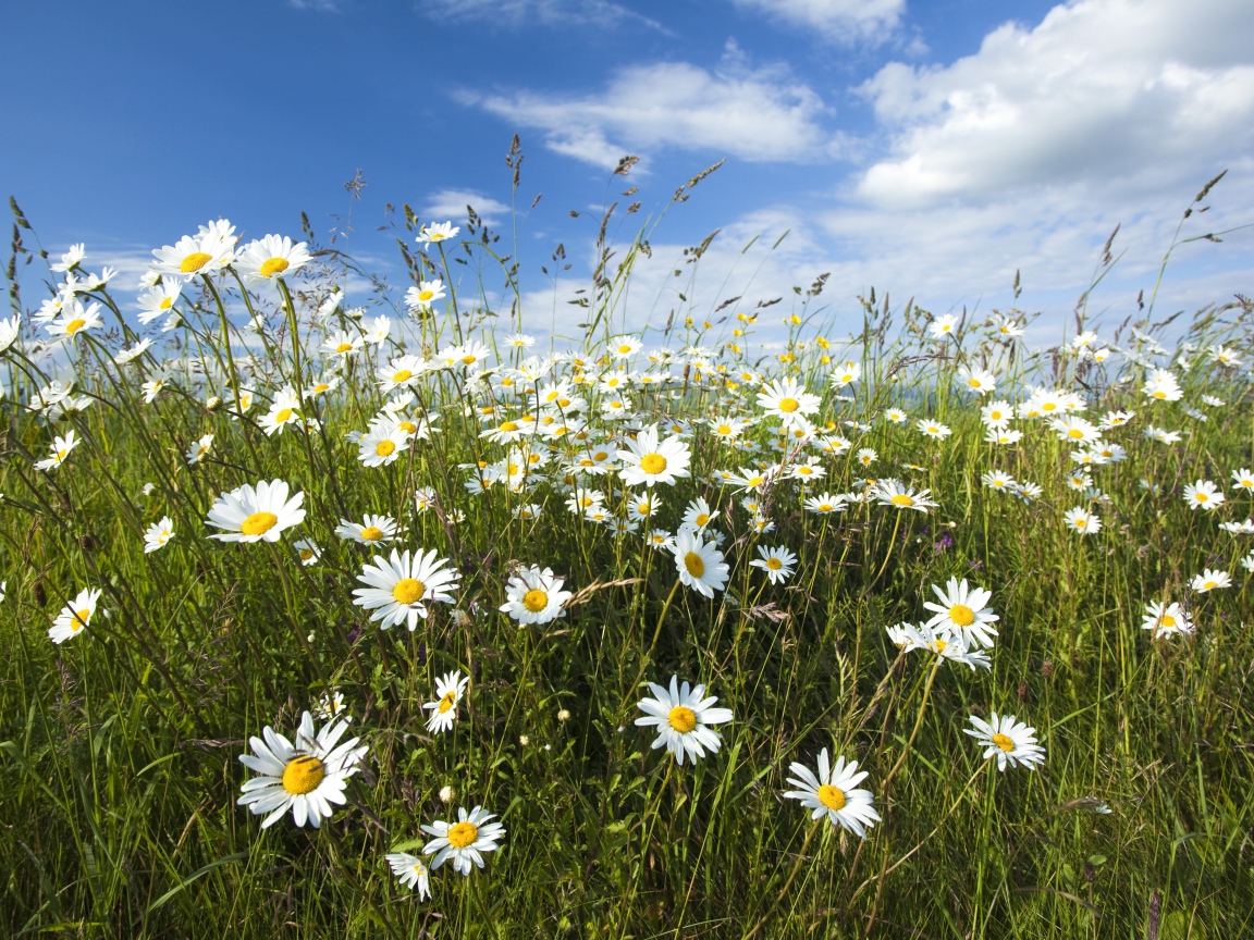 Белые полевые ромашки с колосками на поле под голубым небом 