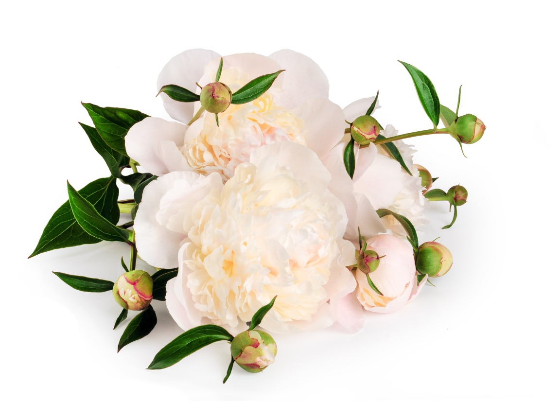 Белые пионы с бутонами на белом фоне