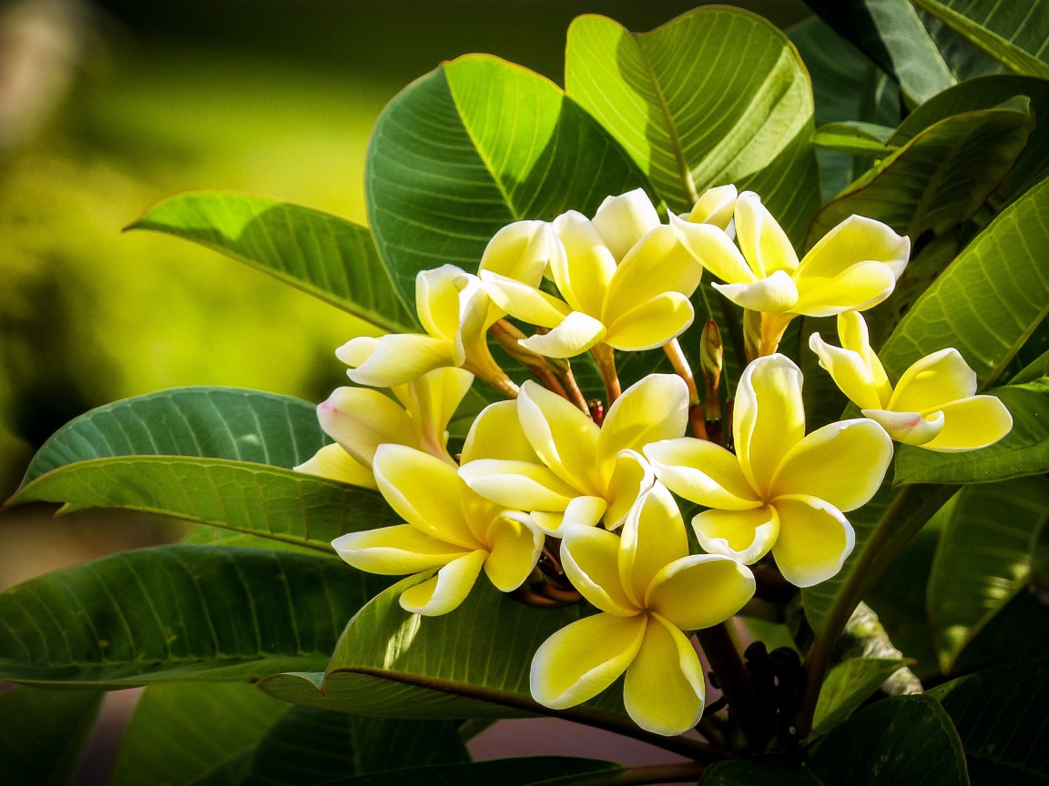 Желтые цветы плюмерии с зелеными листьями 