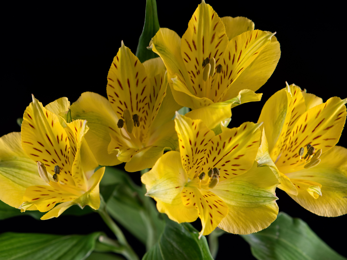 Желтые цветы альстромерии на черном фоне