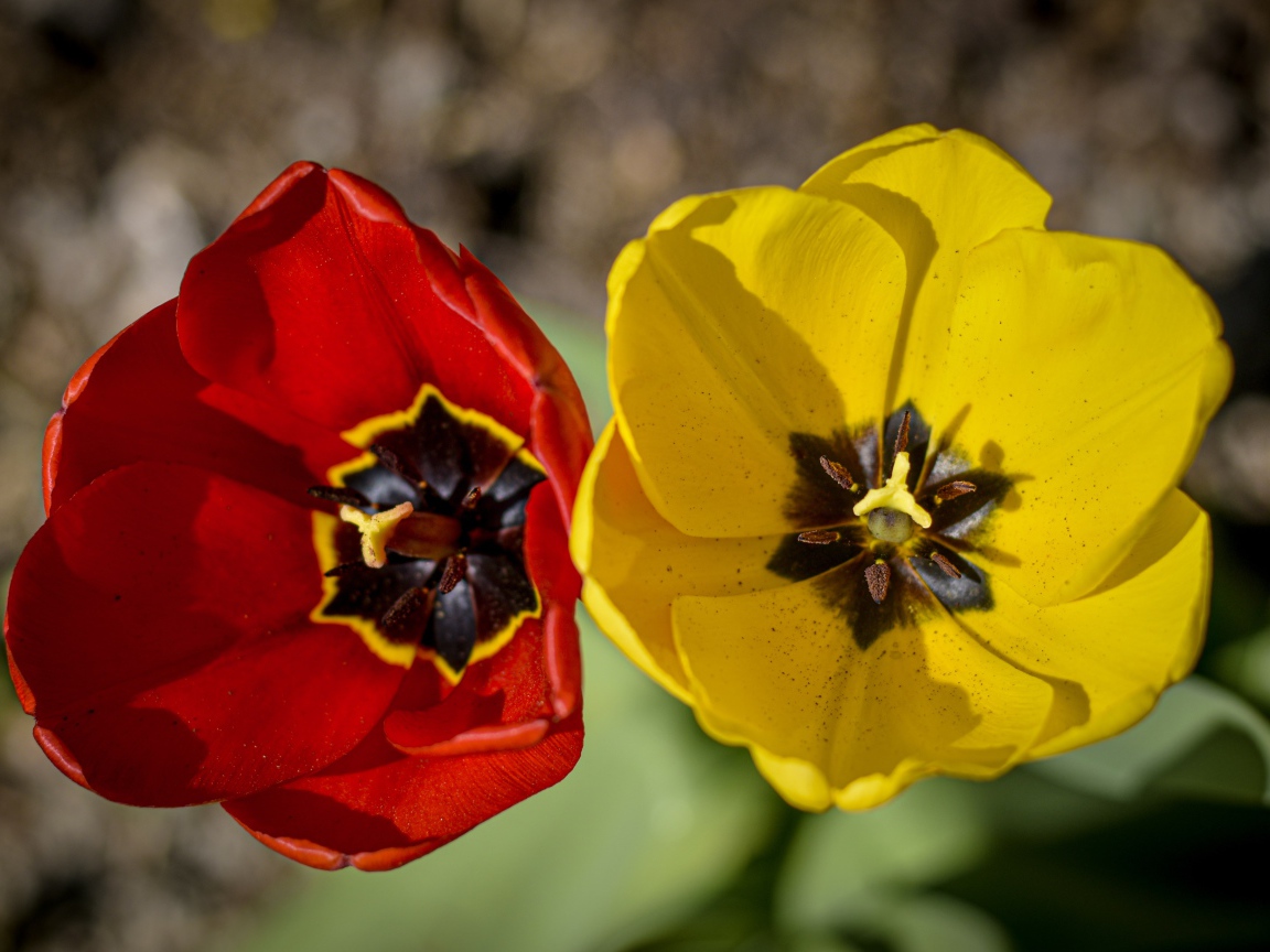 Желтый и красный тюльпаны в лучах солнца 