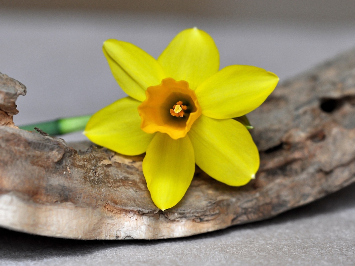 Желтый цветок нарцисса лежит на коре 