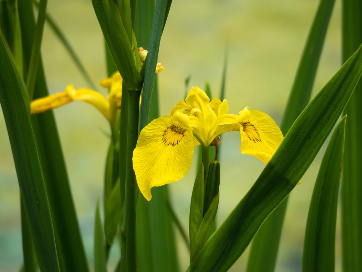 Желтый цветок ириса в зеленых листьях 
