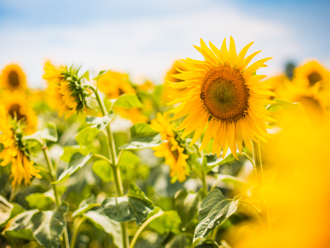 Желтые лепестки подсолнухов в лучах яркого солнца