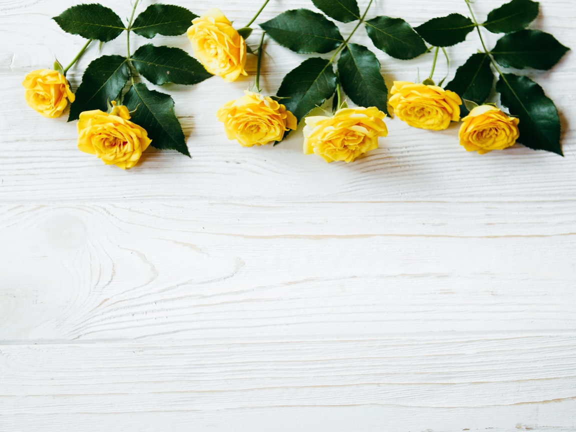 Желтые розы с большими зелеными листьями на белом фоне