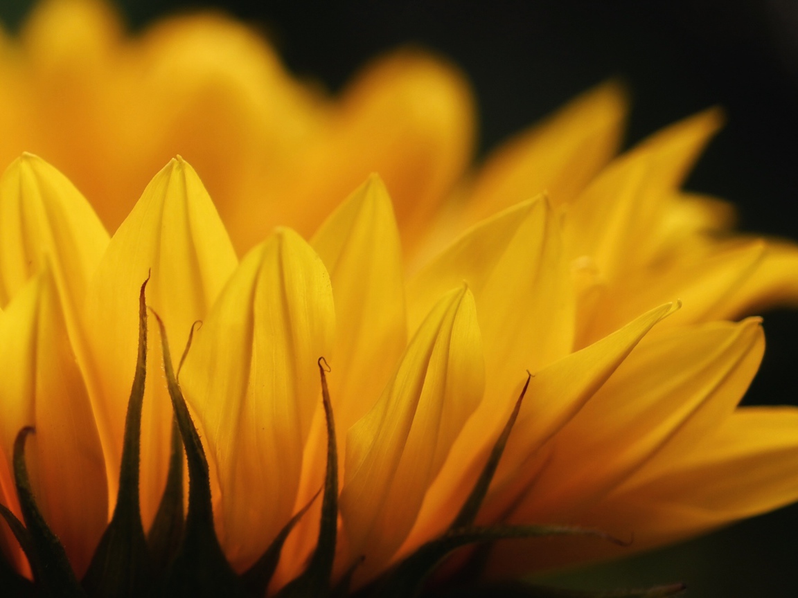 Желтые лепестки подсолнуха крупным планом