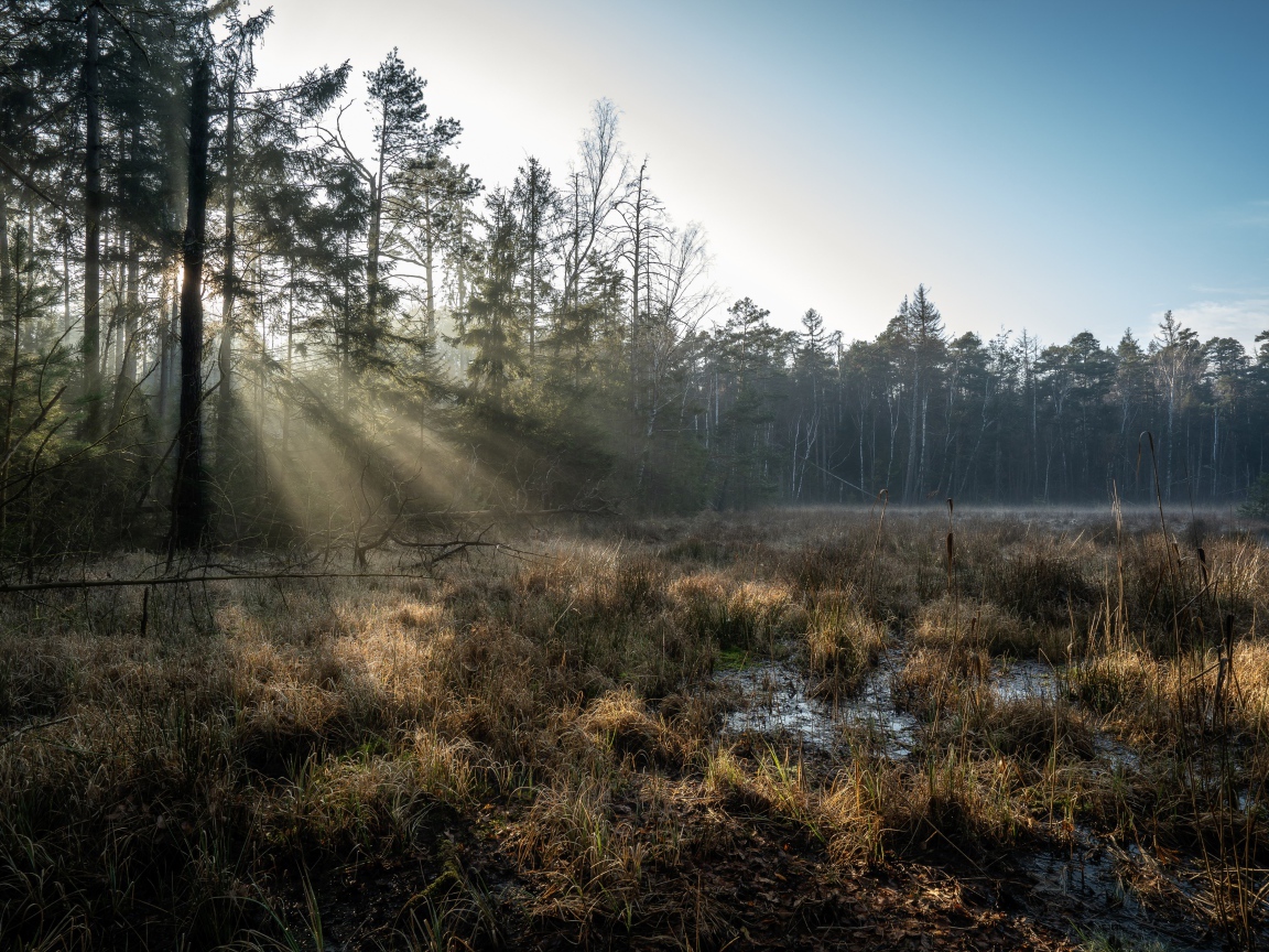 Холодный лес туманным утром 