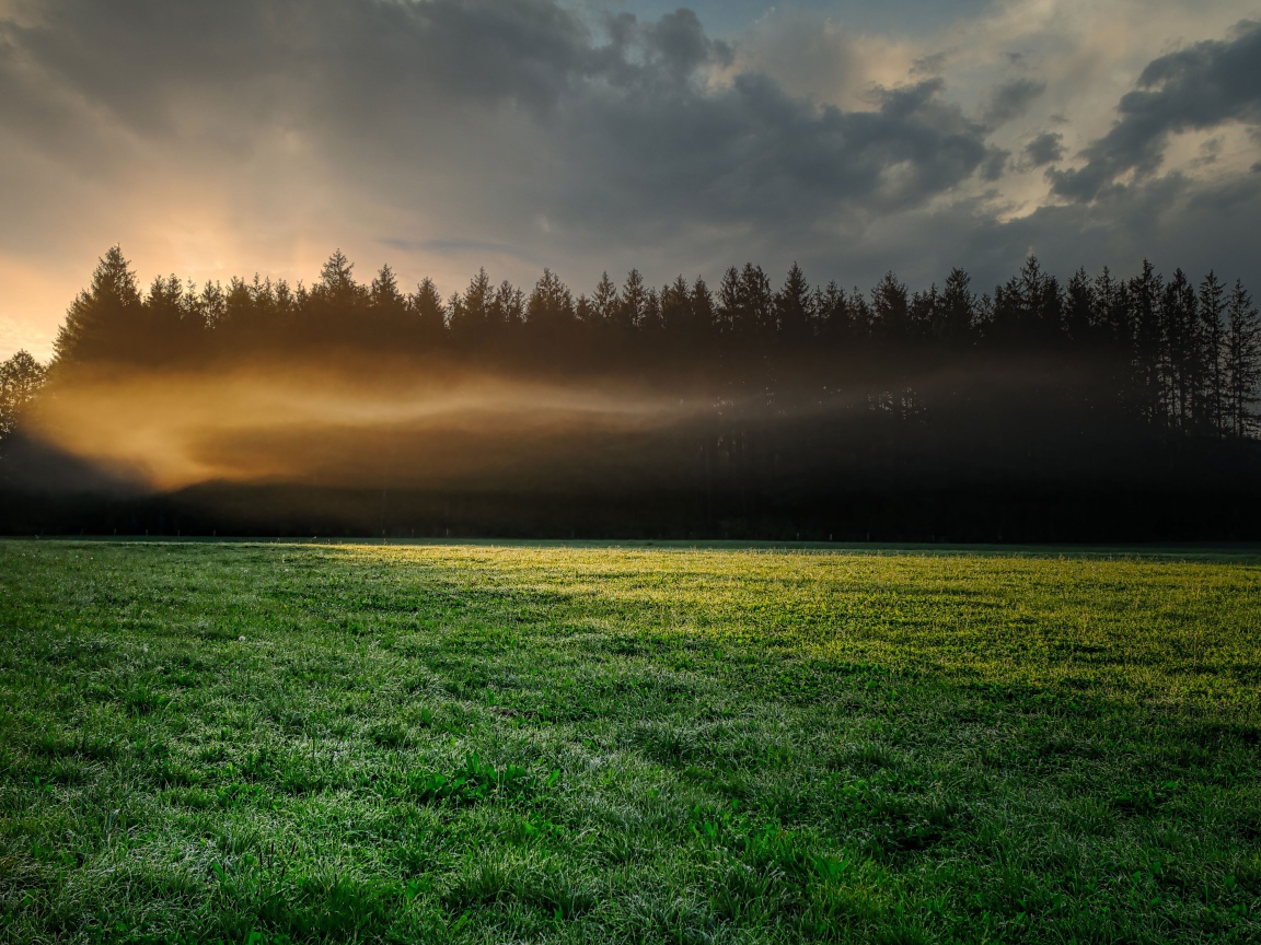 Туман над зеленым лугом у хвойного леса утром