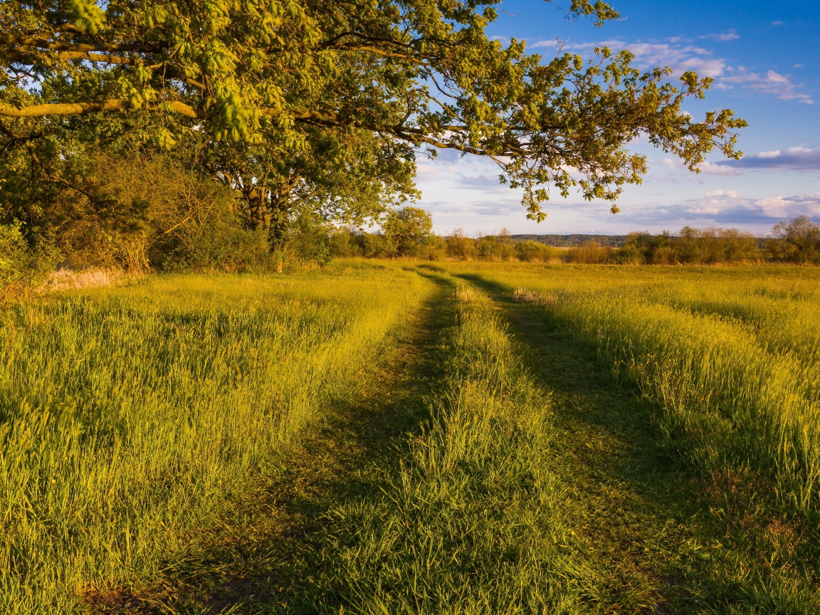Покрытая травой дорога в лесу 