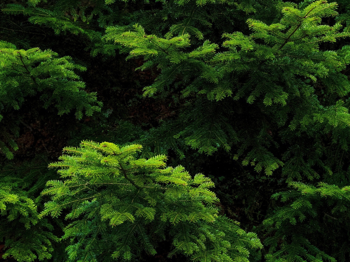 Зеленые еловые ветки крупным планом