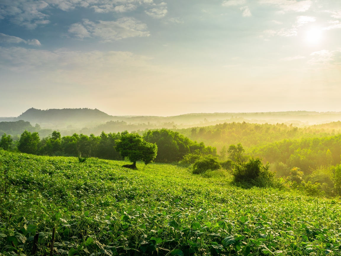 Туман окутал зеленые заросли леса на рассвете
