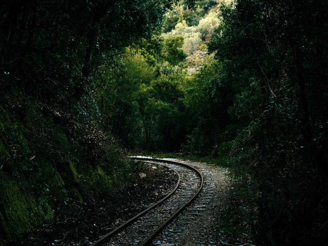 Железнодорожные рельсы в лесу 