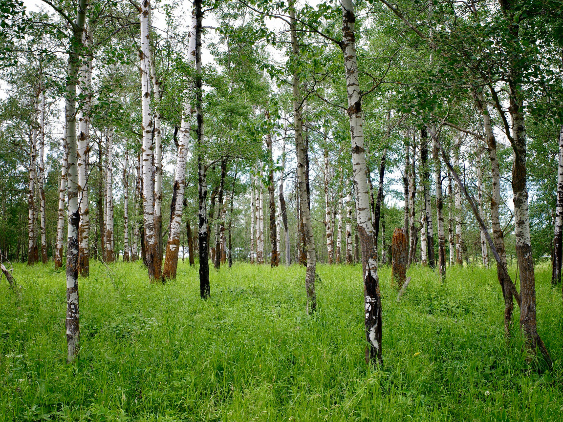 Стройные белые березы с зеленой травой