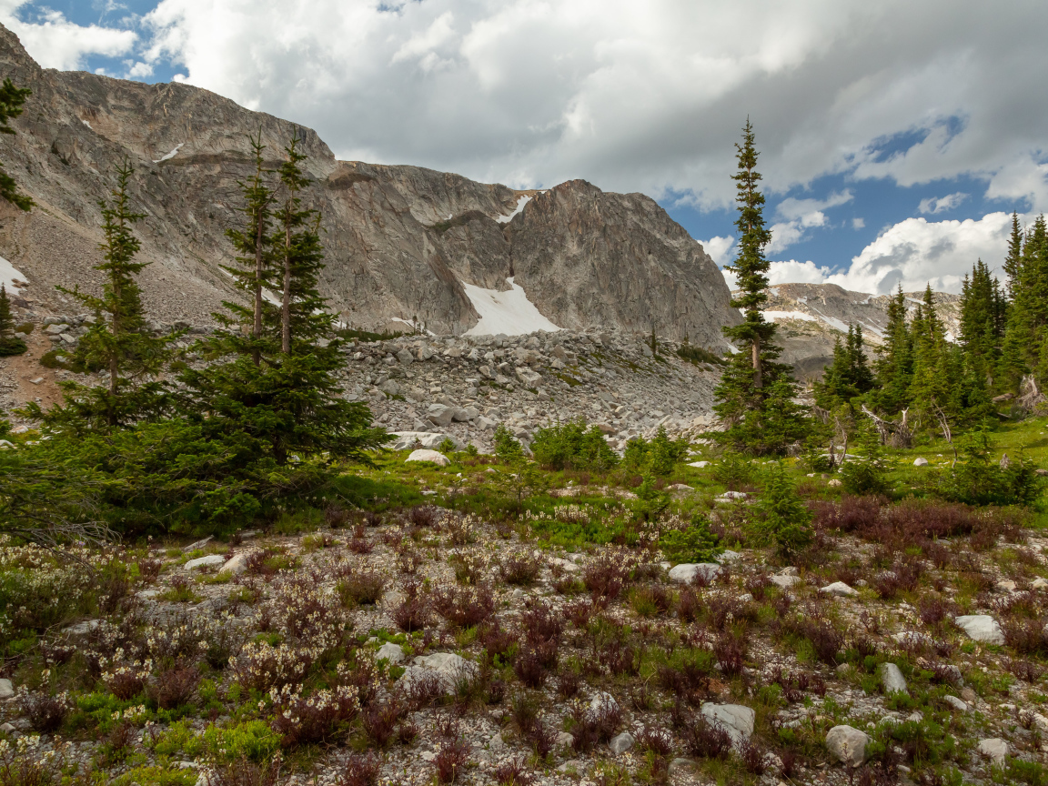 Ели у подножия каменных гор под небом с белыми облаками