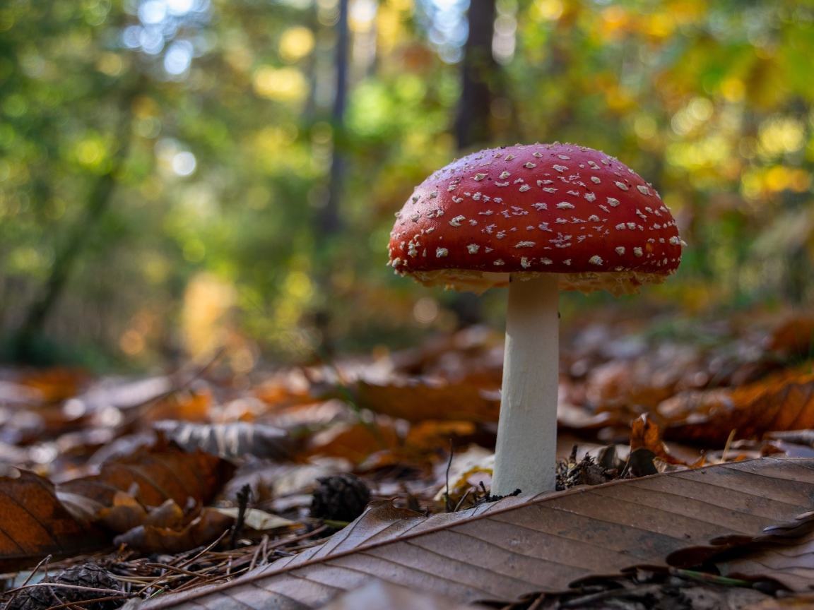 Красный мухомор растет в лесу на сухих листьях 