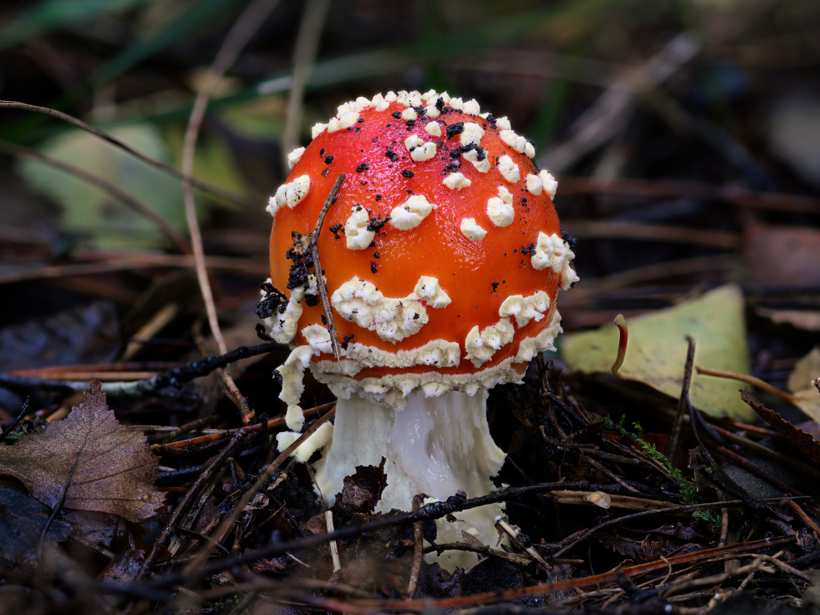 Маленький мухомор в лесу