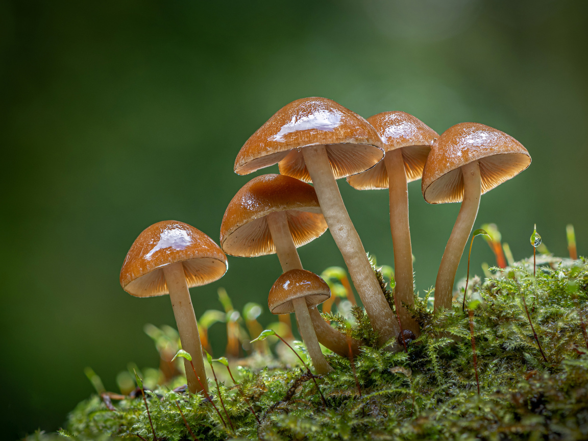 Маленькие грибы поганки на покрытой мхом земле 