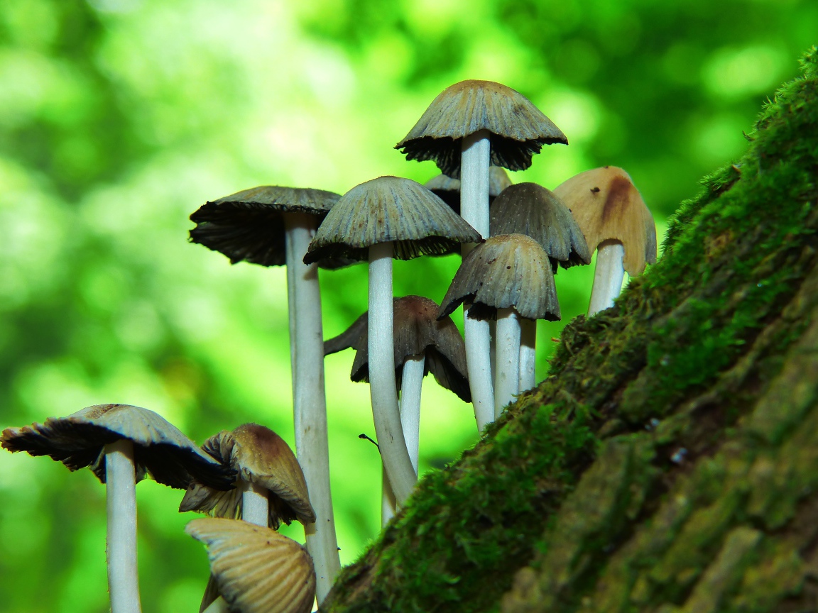 Грибы поганки растут на дереве 