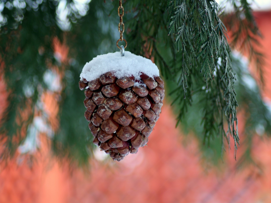 Шишка на цепочке висит на ветке туи 