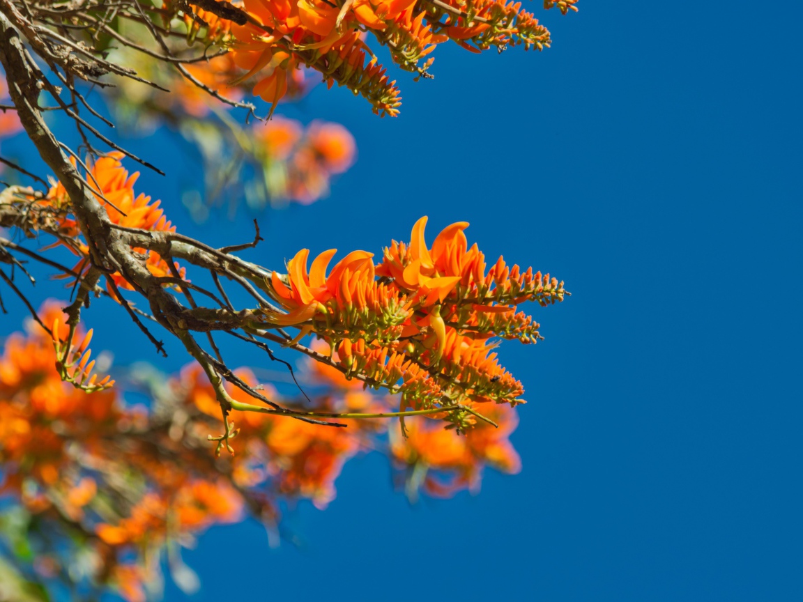 Оранжевые цветы на ветке дерева на фоне голубого неба 