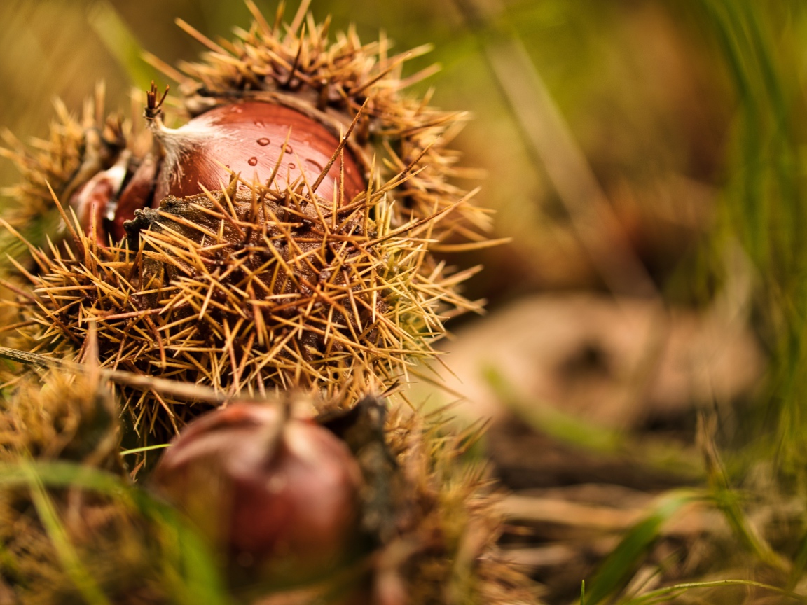 Колючие лесные орехи лежат на земле 