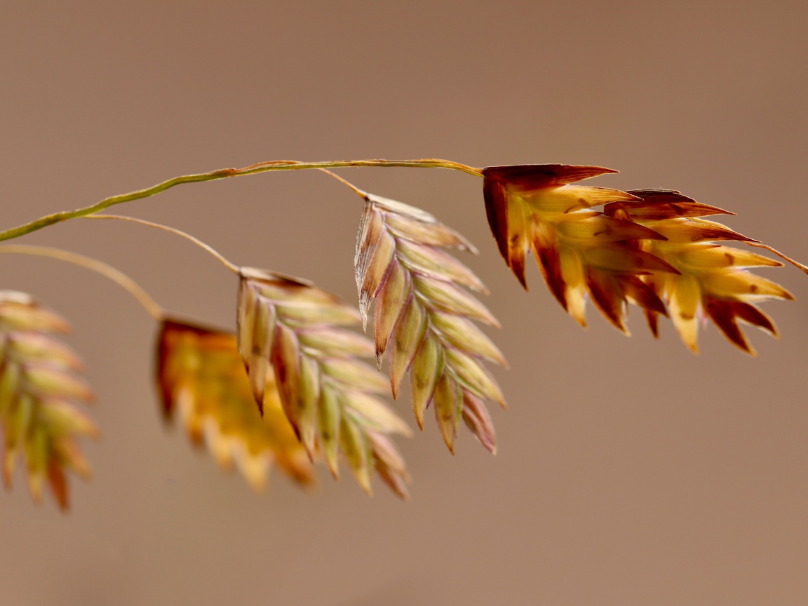 Молодой колосок на коричневом фоне