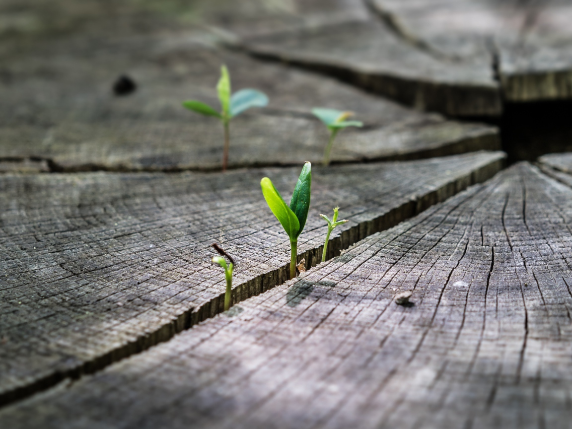 Зеленые ростки пробиваются на сухом пне