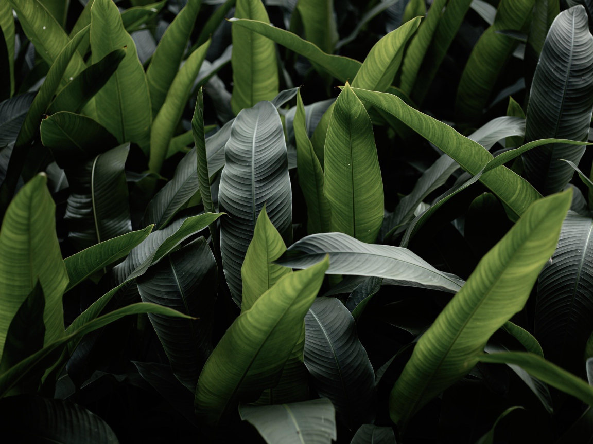 Большие зеленые листья крупным планом