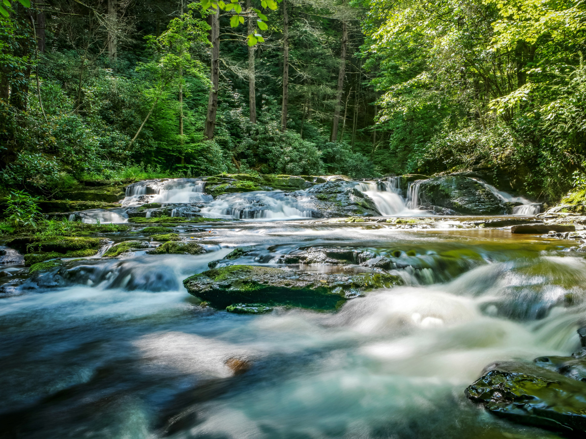 Быстрая река стекает по камням в лесу 