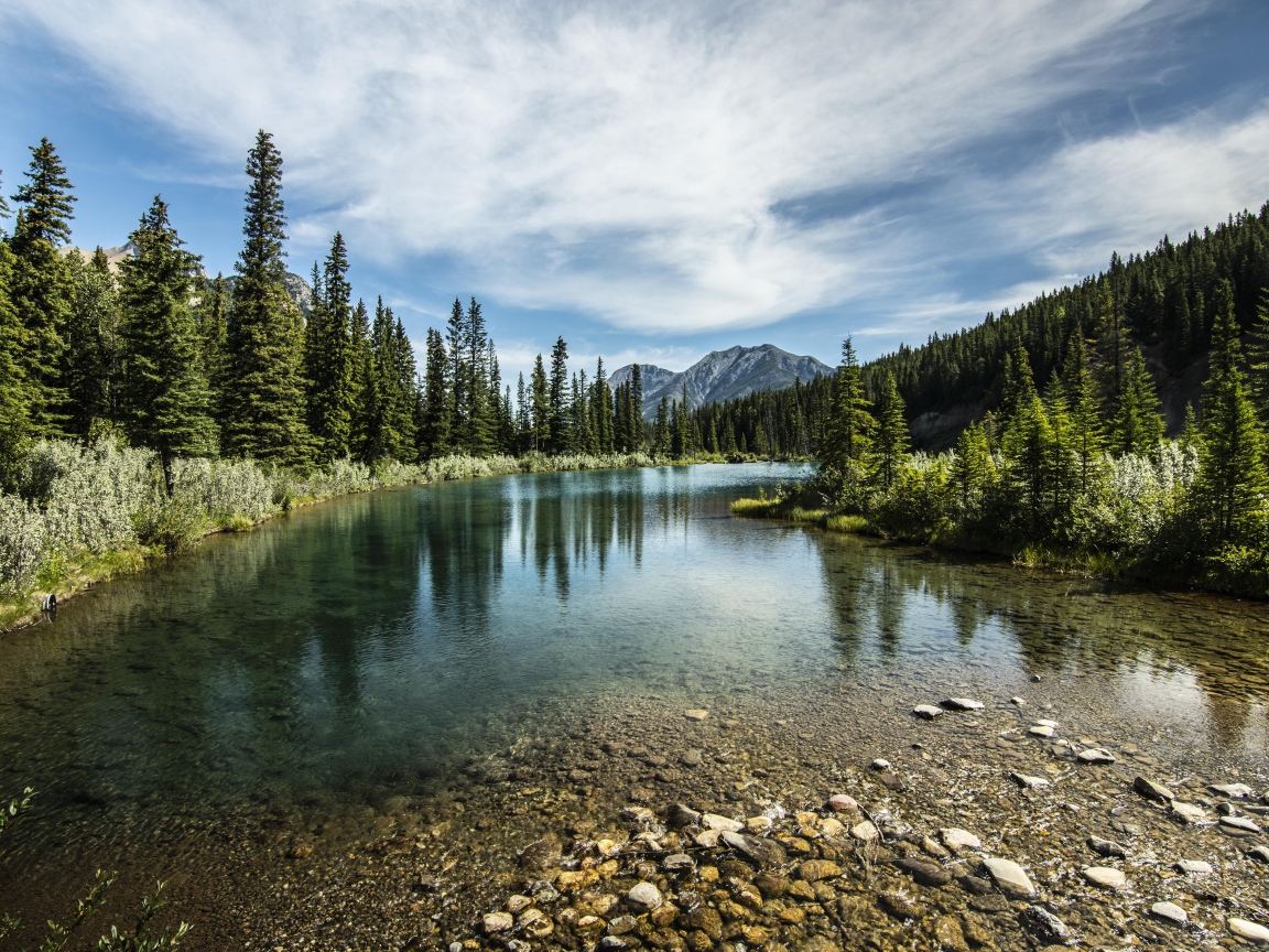 Мелкая река у хвойного леса под красивым небом