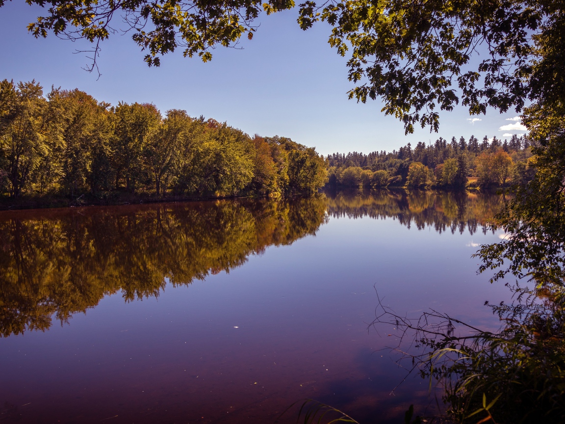 Рассвет над тихой водой реки в лесу 