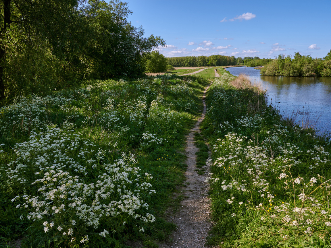 Белые цветы на берегу реки у леса 