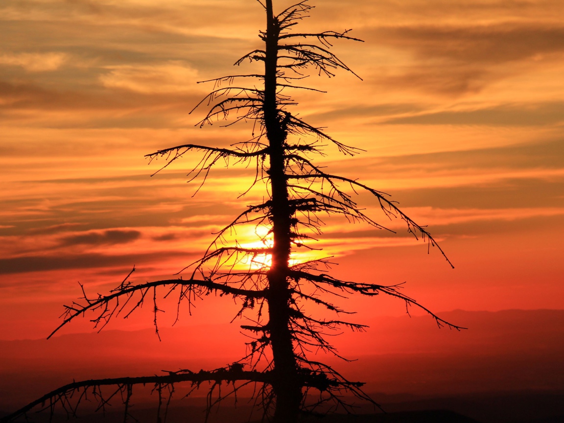Сухое дерево ели на закате солнца