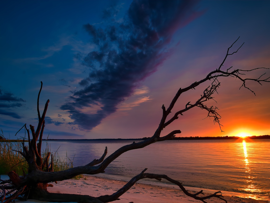 Сухое дерево на берегу озера на закате