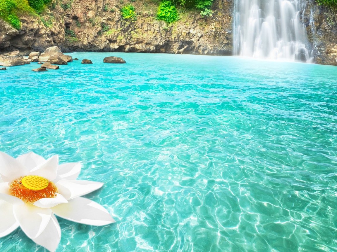 Большой белый цветок в голубой воде у водопада 